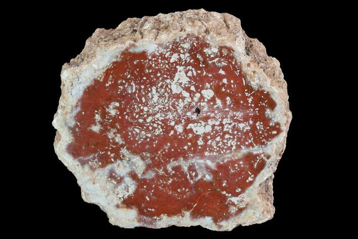 Polished Red, Petrified Wood Slice - Madagascar #96847